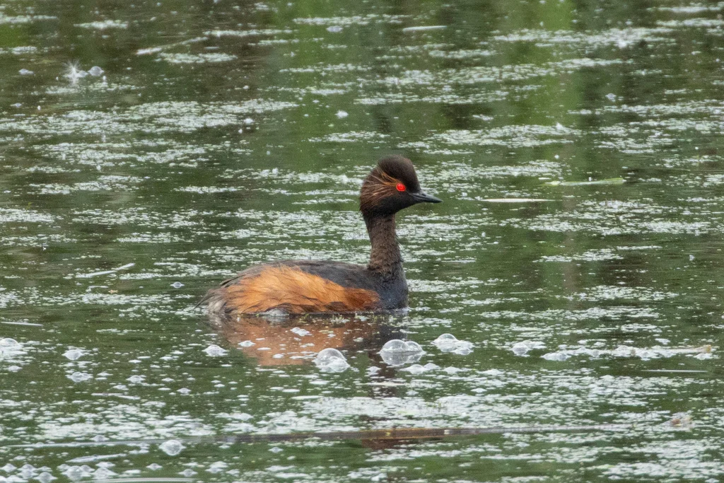 黑颈䴙䴘(Podiceps nigricollis)