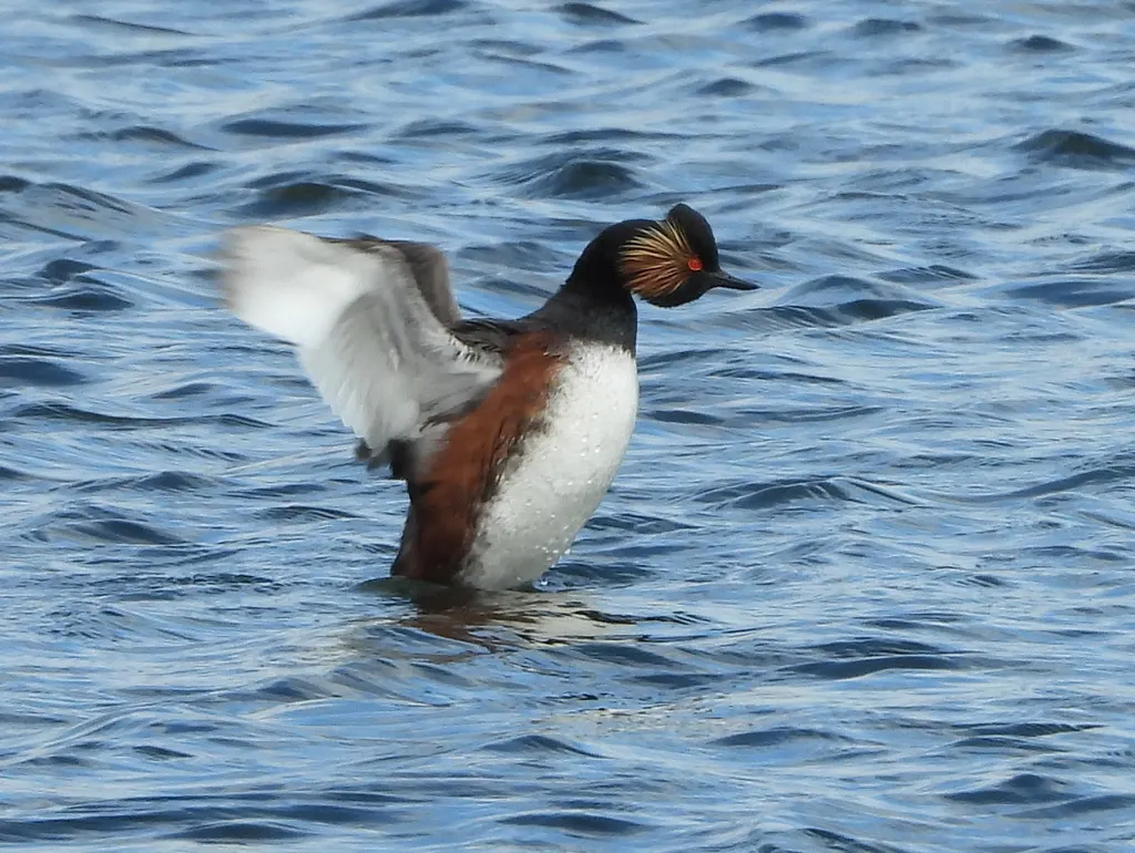 黑颈䴙䴘(Podiceps nigricollis)