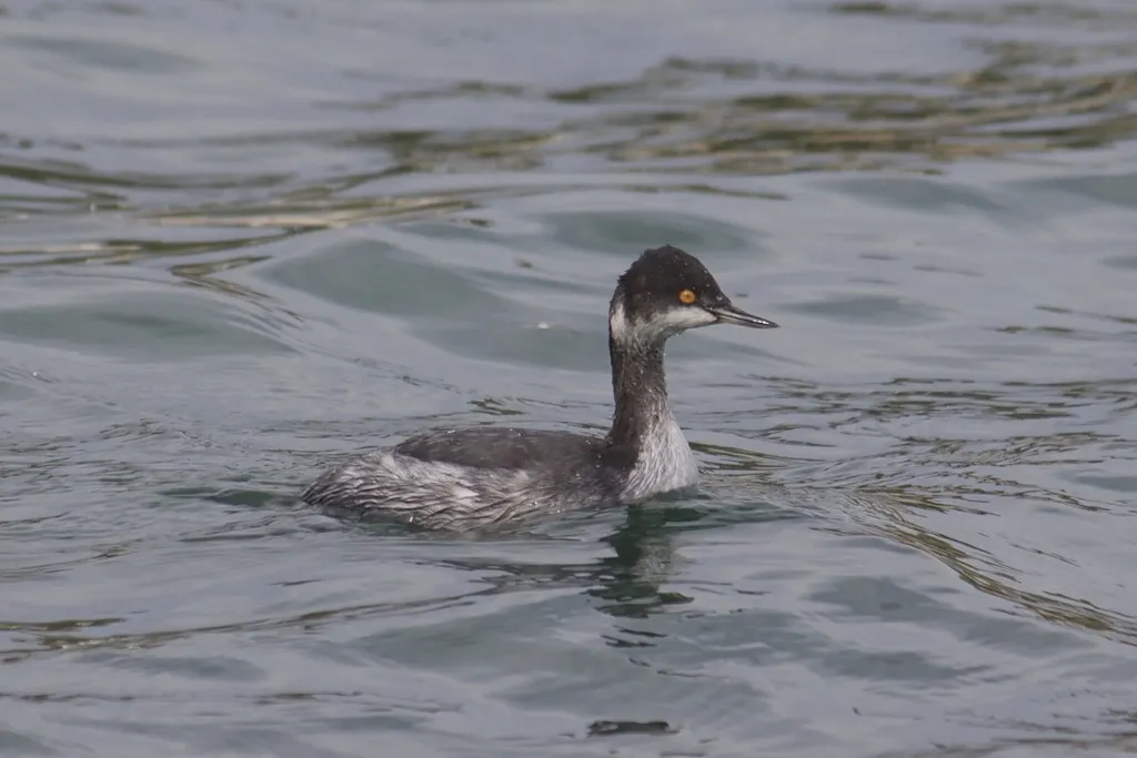 黑颈䴙䴘(Podiceps nigricollis)