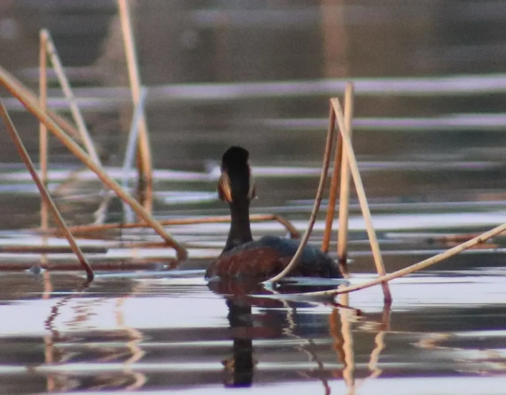 黑颈䴙䴘(Podiceps nigricollis)