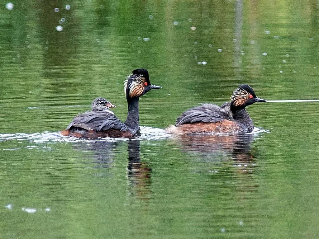 黑颈䴙䴘(Podiceps nigricollis)