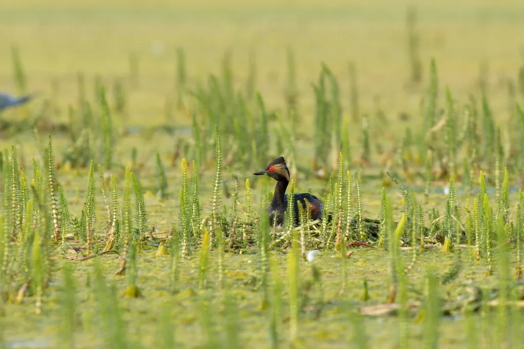 黑颈䴙䴘(Podiceps nigricollis)