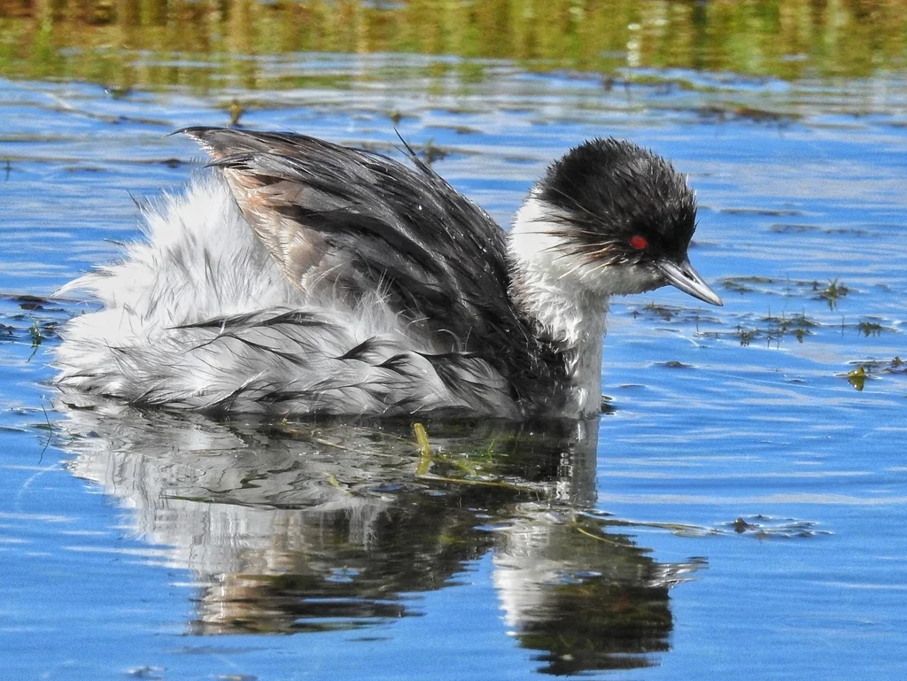 银䴙䴘（Podiceps occipitalis）