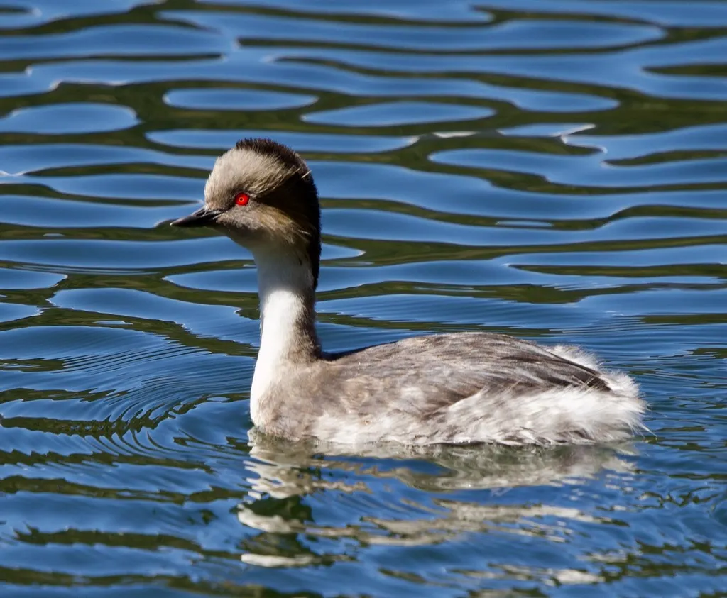 银䴙䴘（Podiceps occipitalis）