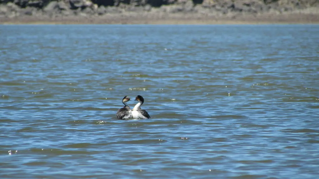 银䴙䴘（Podiceps occipitalis）