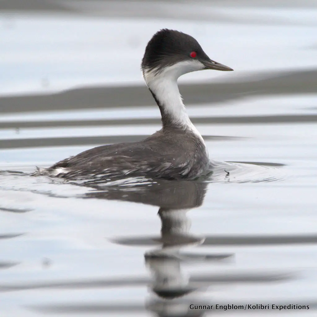 秘鲁䴙䴘(Podiceps taczanowskii)
