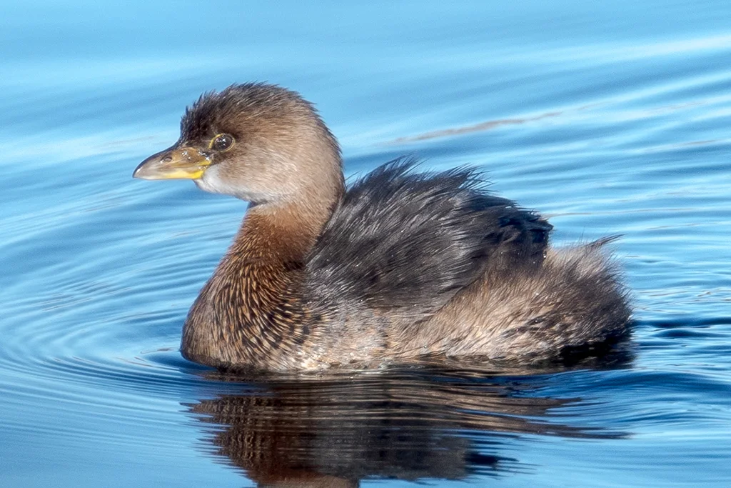 斑嘴巨䴙䴘(Podilymbus podiceps)