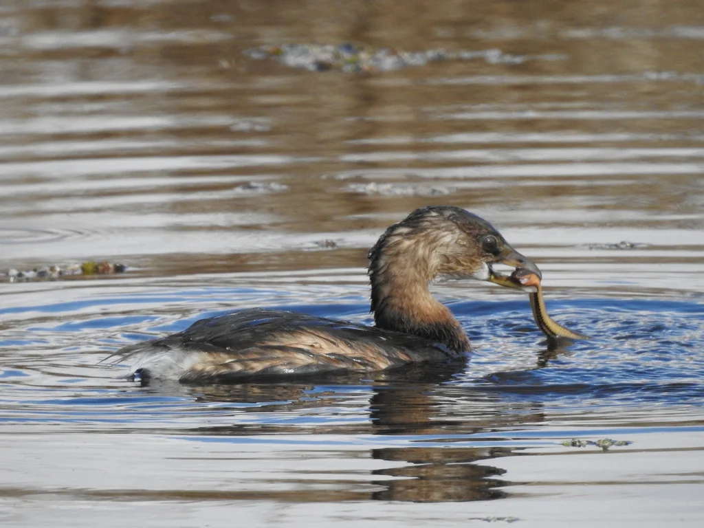 斑嘴巨䴙䴘(Podilymbus podiceps)