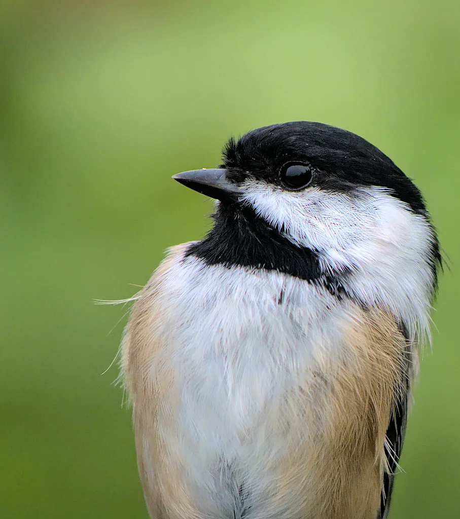 黑顶山雀(Poecile atricapillus)