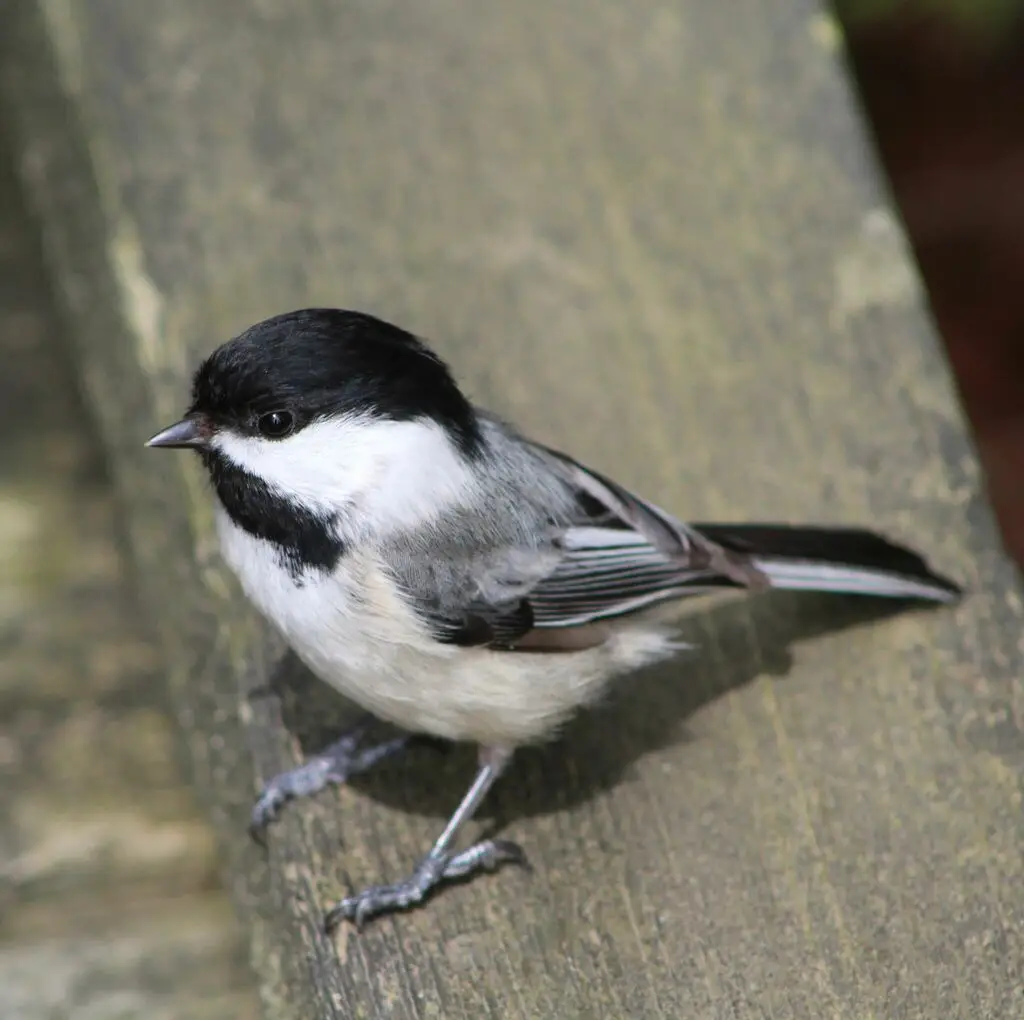 黑顶山雀(Poecile atricapillus)