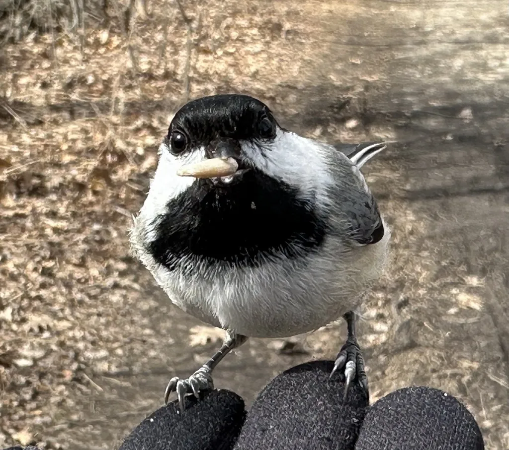 黑顶山雀(Poecile atricapillus)