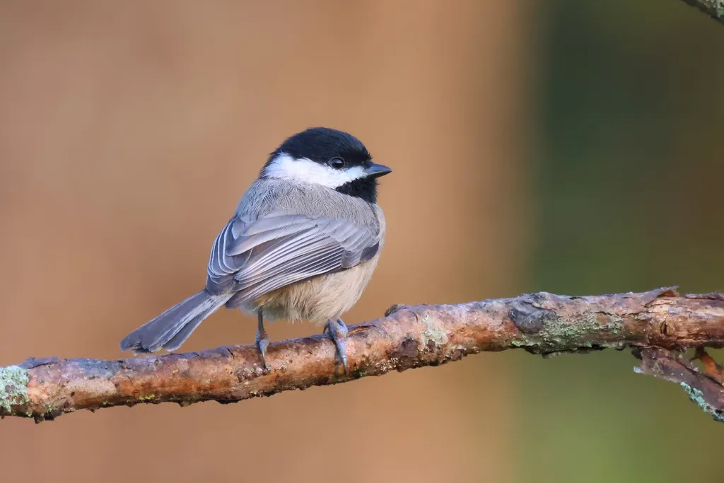卡罗山雀(Poecile carolinensis)