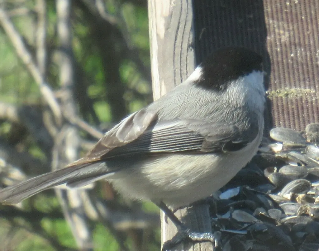 卡罗山雀(Poecile carolinensis)