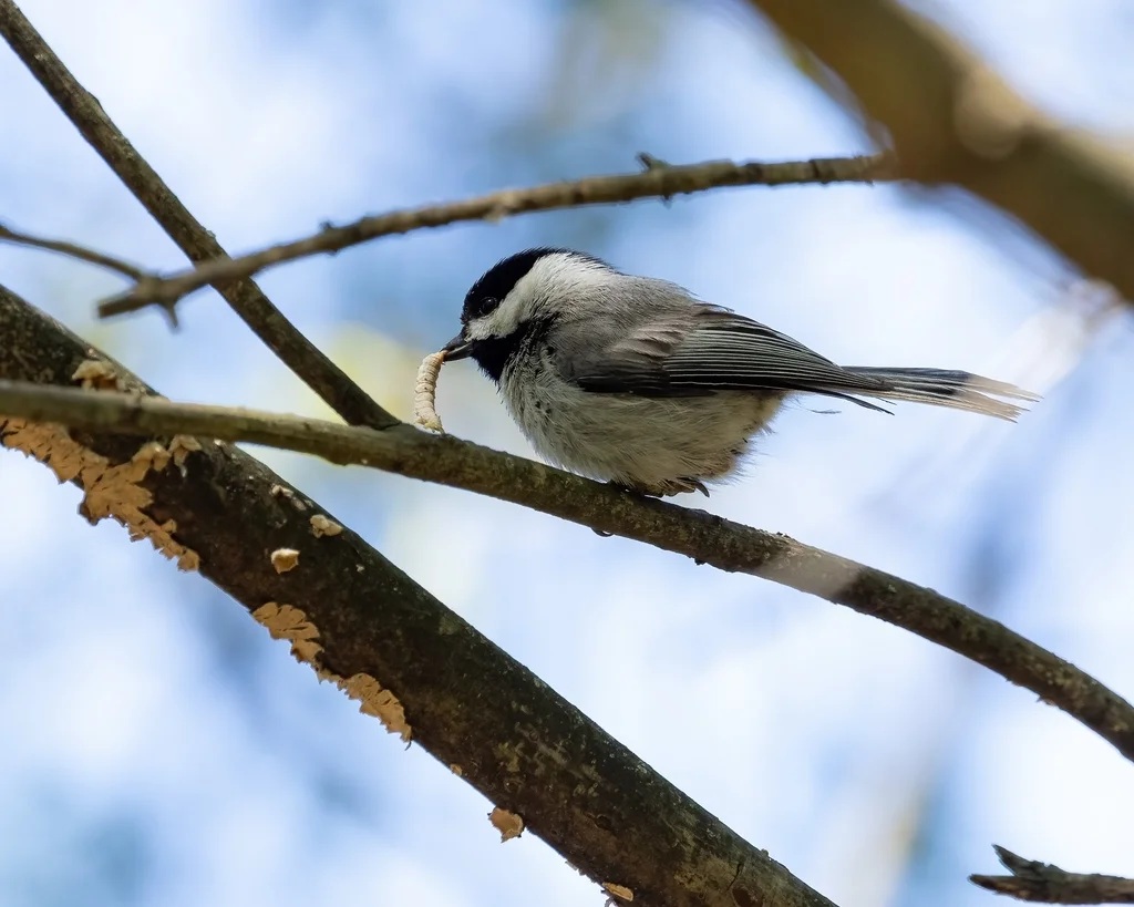 卡罗山雀(Poecile carolinensis)