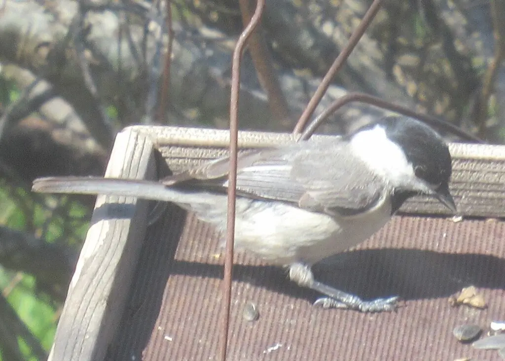 卡罗山雀(Poecile carolinensis)
