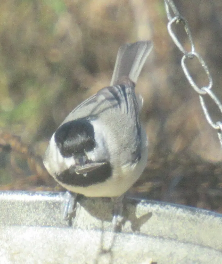 卡罗山雀(Poecile carolinensis)