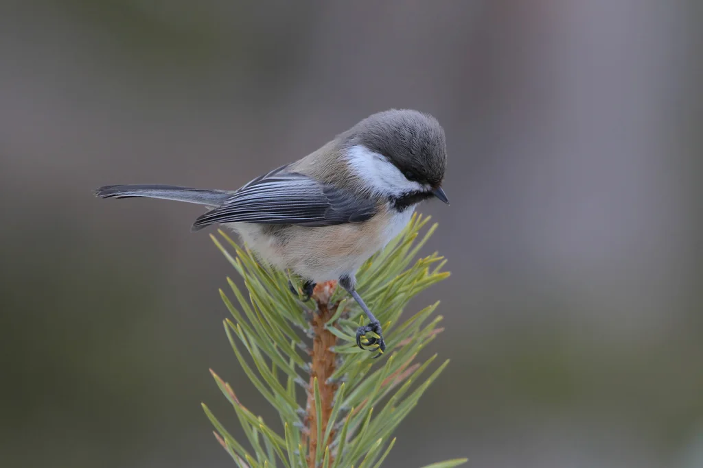 西伯利亚山雀(Poecile cinctus)