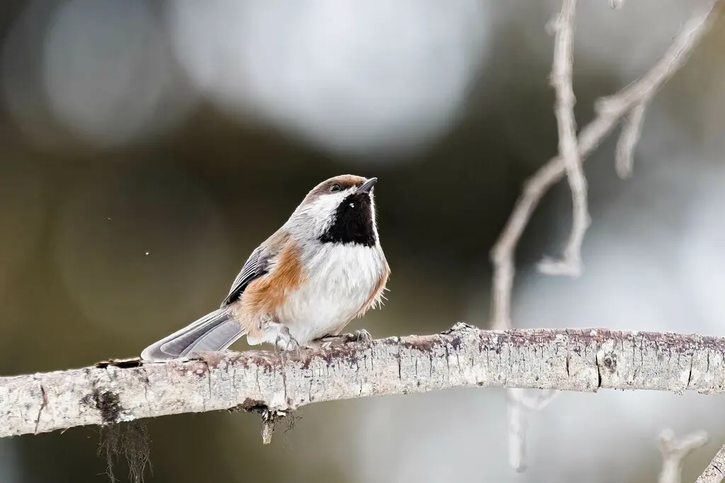 北山雀(Poecile hudsonicus)