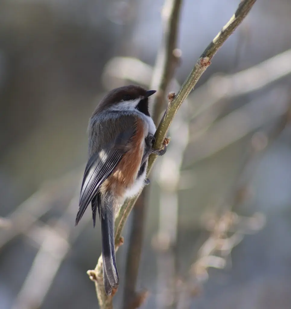 北山雀(Poecile hudsonicus)