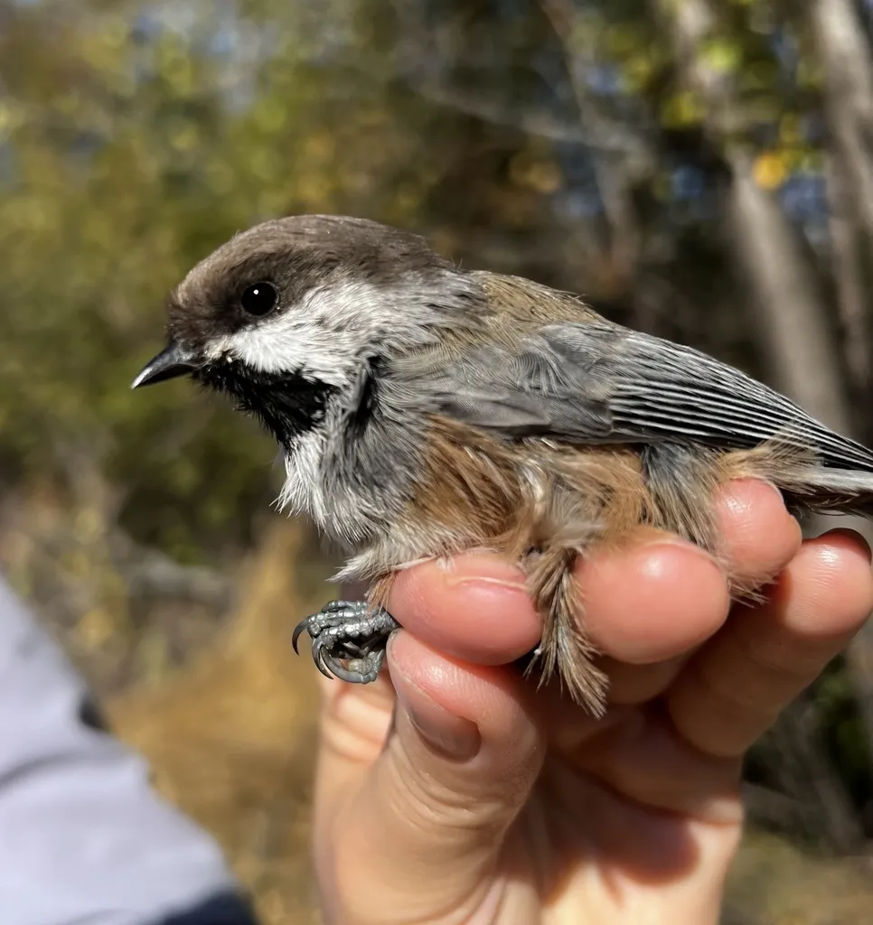 北山雀(Poecile hudsonicus)