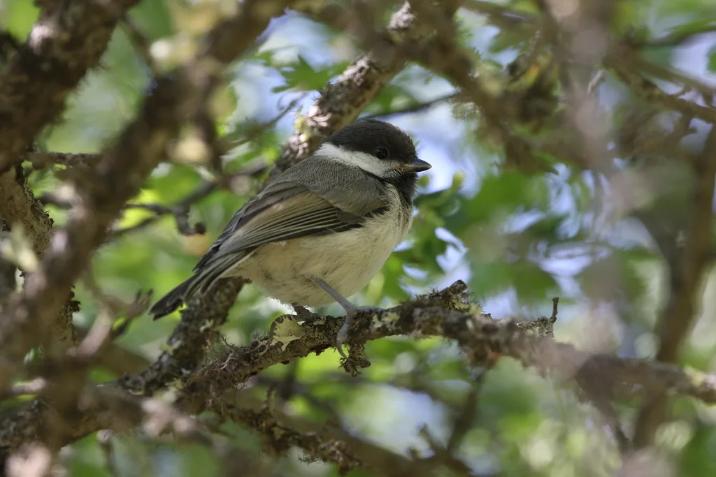 伊朗山雀(Poecile hyrcanus)