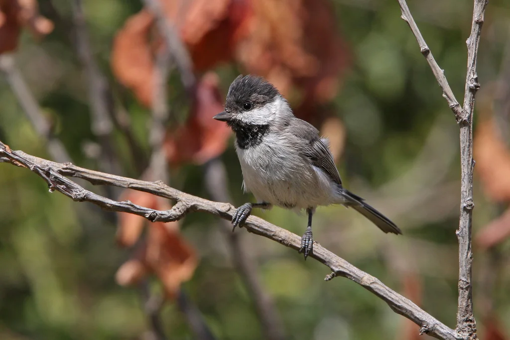 暗山雀(Poecile lugubris)
