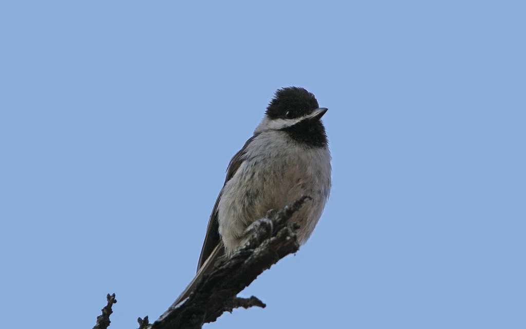 暗山雀(Poecile lugubris)