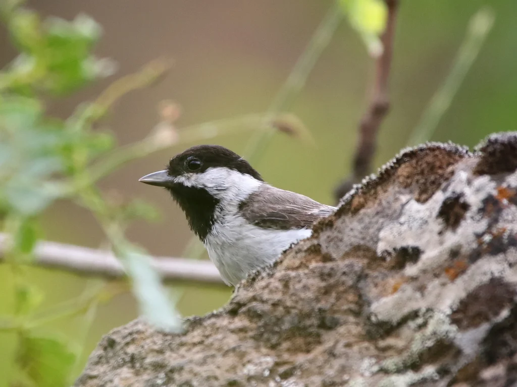 暗山雀(Poecile lugubris)