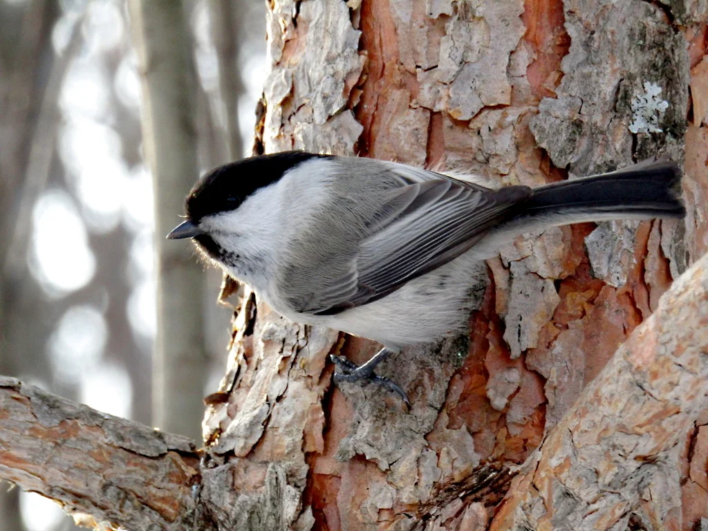 褐头山雀(Poecile montanus)