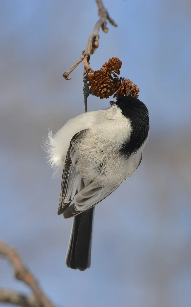 褐头山雀(Poecile montanus)