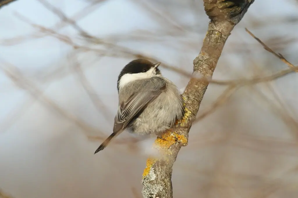 褐头山雀(Poecile montanus)