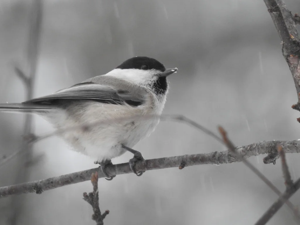 褐头山雀(Poecile montanus)