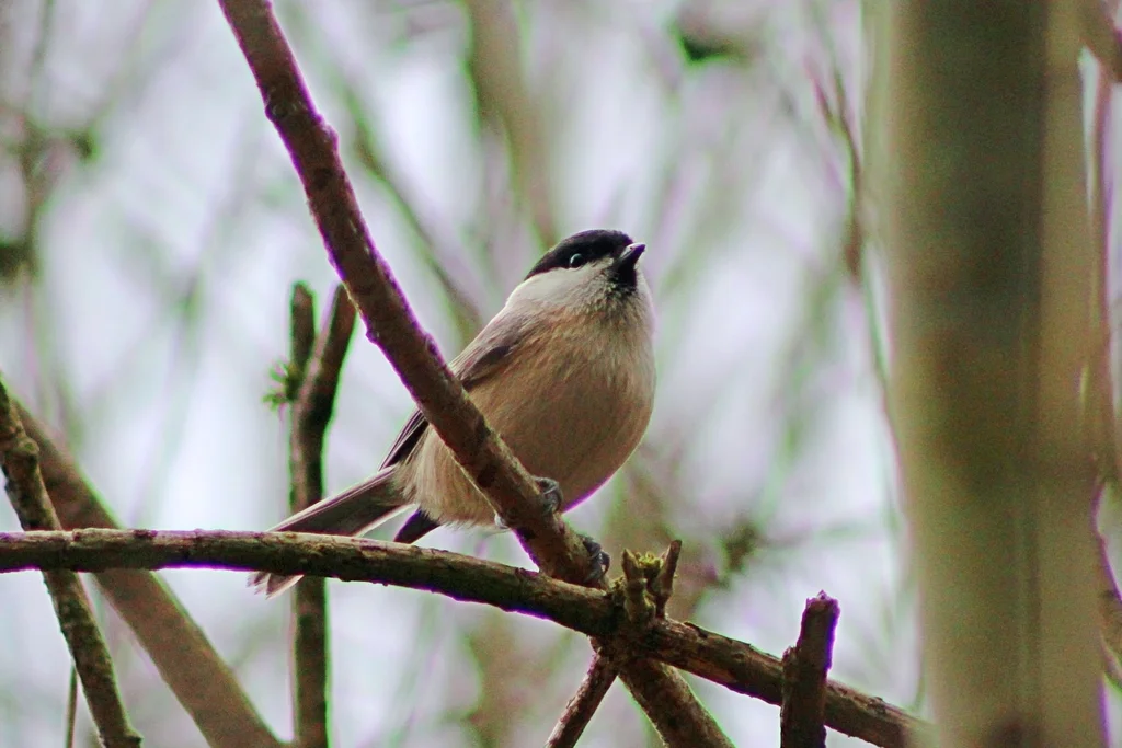 褐头山雀(Poecile montanus)