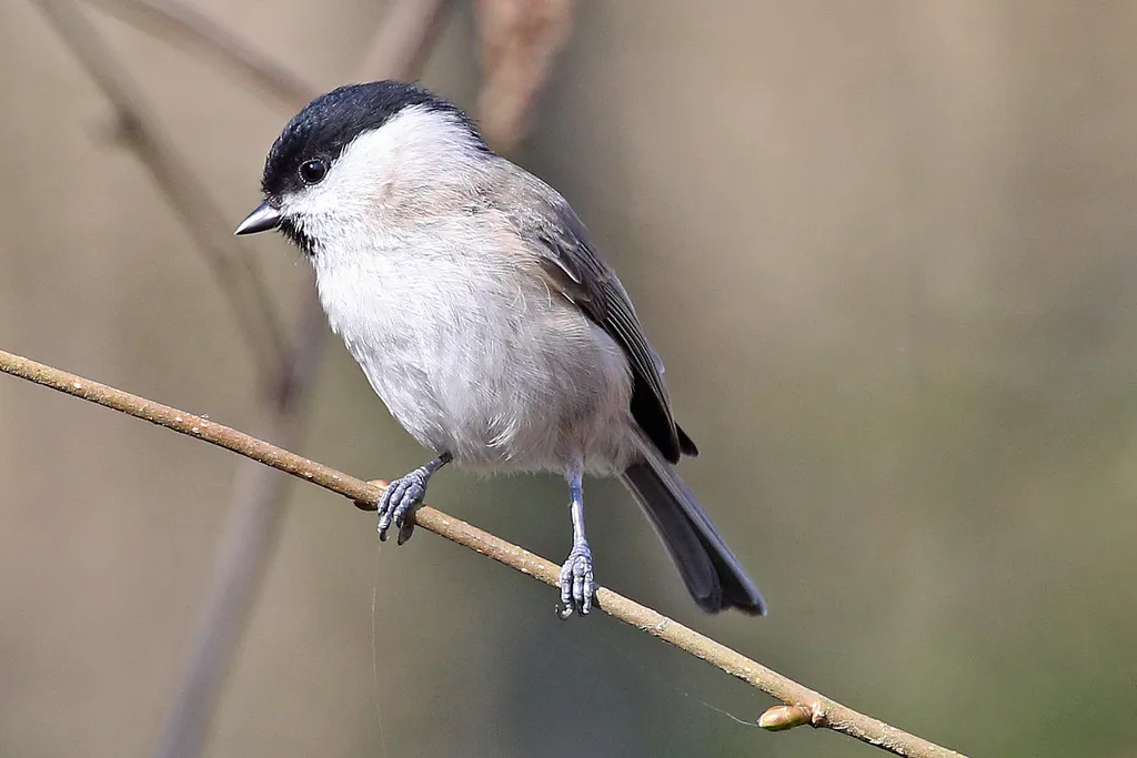 沼泽山雀(Poecile palustris)