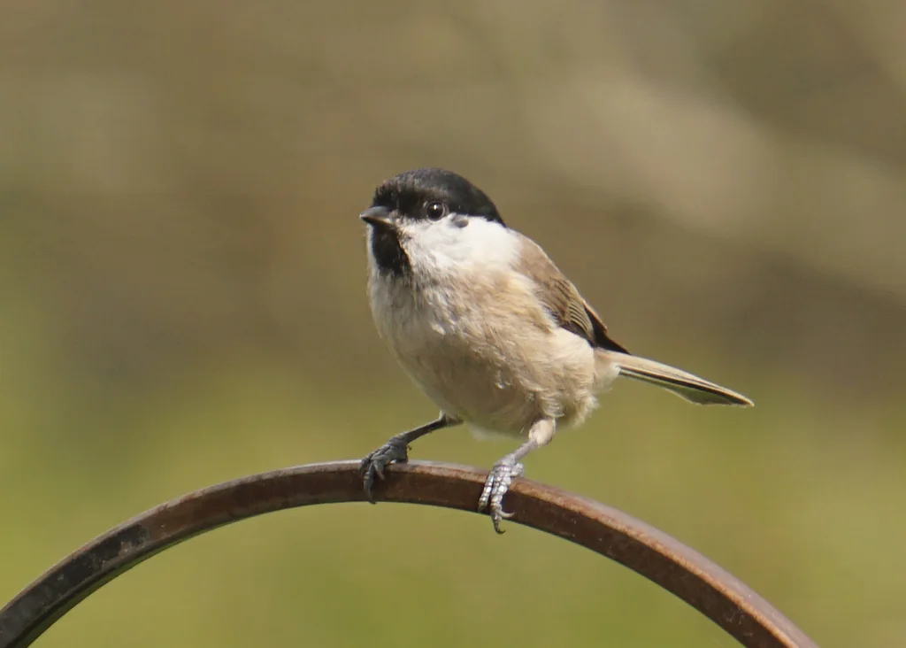 沼泽山雀(Poecile palustris)
