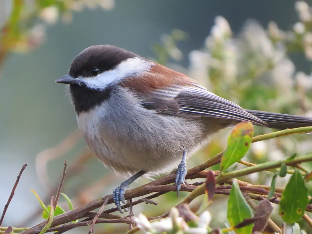 栗背山雀(Poecile rufescens)