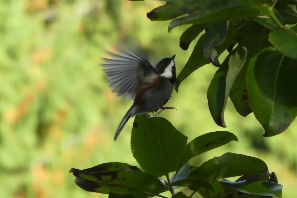 栗背山雀(Poecile rufescens)