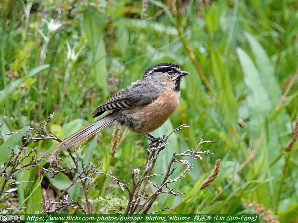 白眉山雀(Poecile superciliosus)