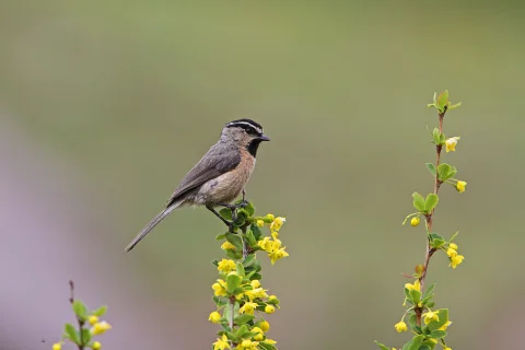 白眉山雀