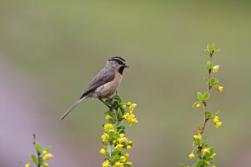 白眉山雀(Poecile superciliosus)