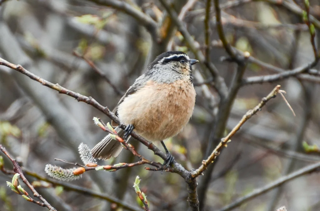 白眉山雀(Poecile superciliosus)