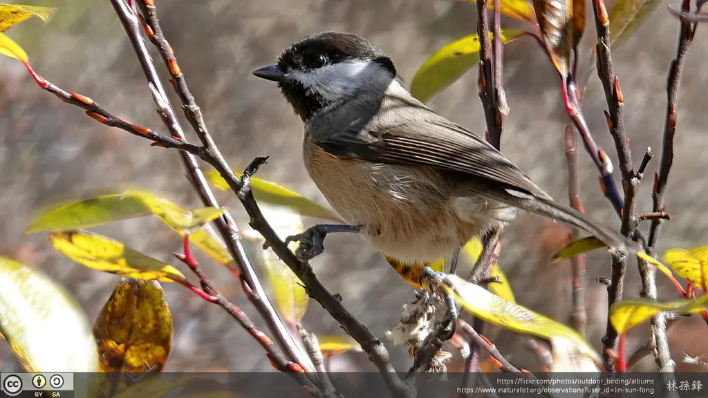 川褐头山雀（Poecile weigoldicus）