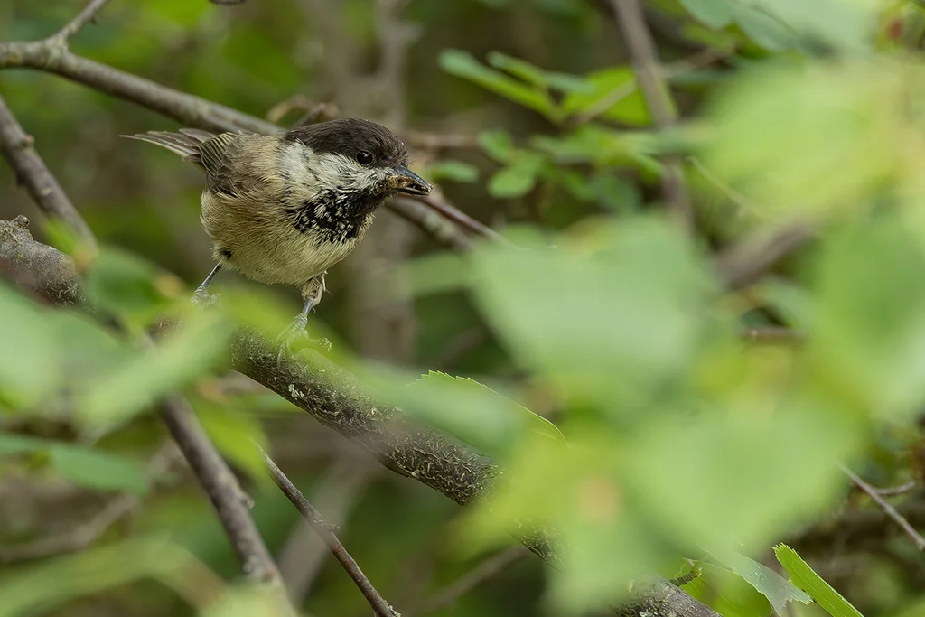 川褐头山雀（Poecile weigoldicus）