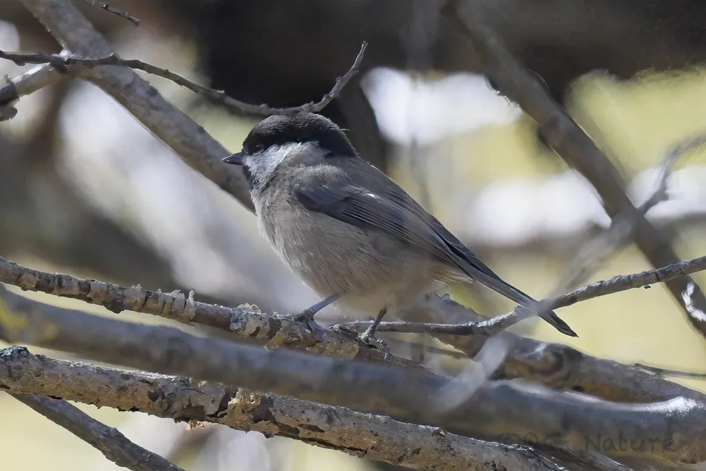 川褐头山雀（Poecile weigoldicus）