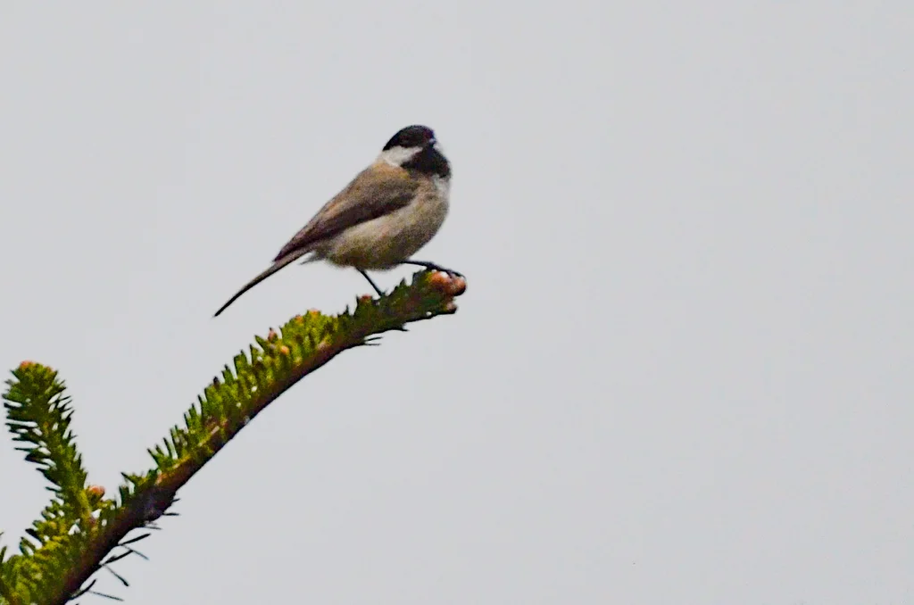 川褐头山雀（Poecile weigoldicus）