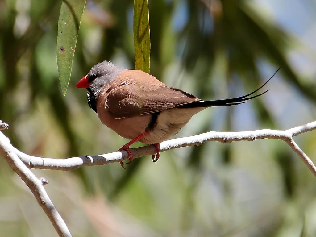 长尾草雀(Poephila acuticauda)