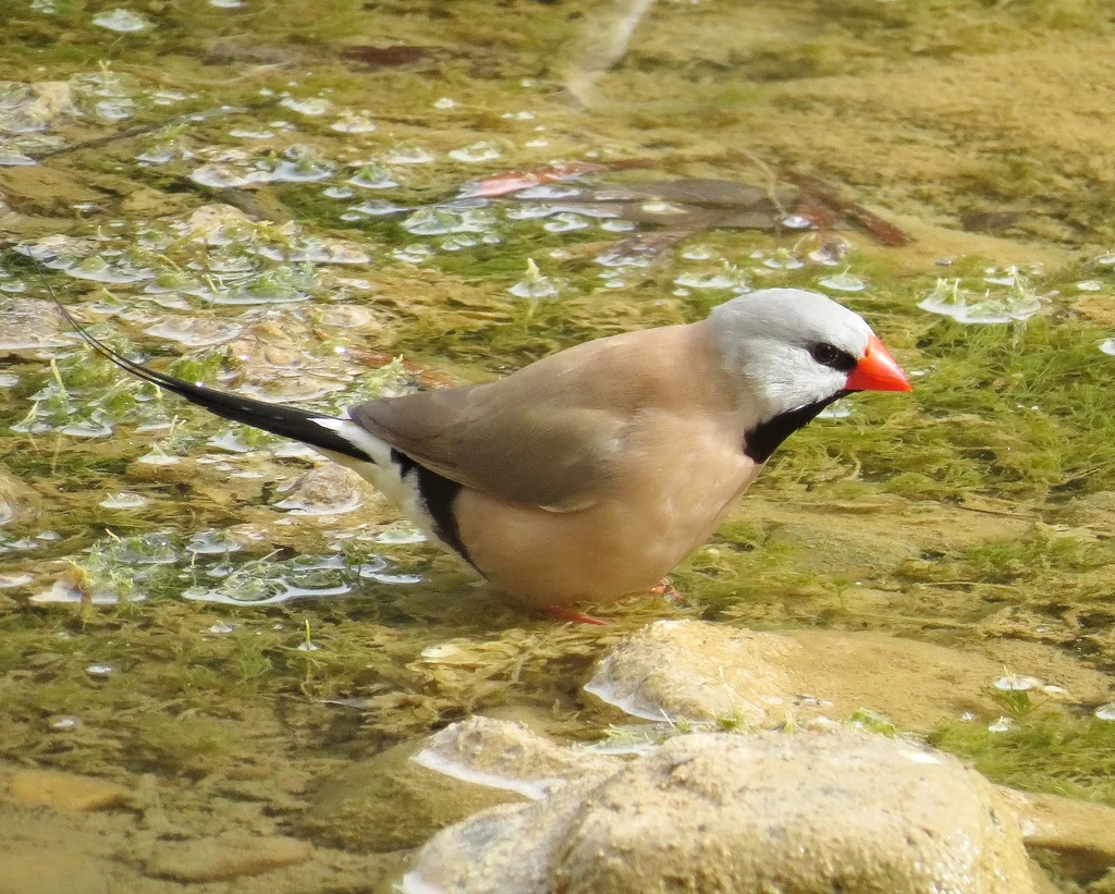 长尾草雀(Poephila acuticauda)