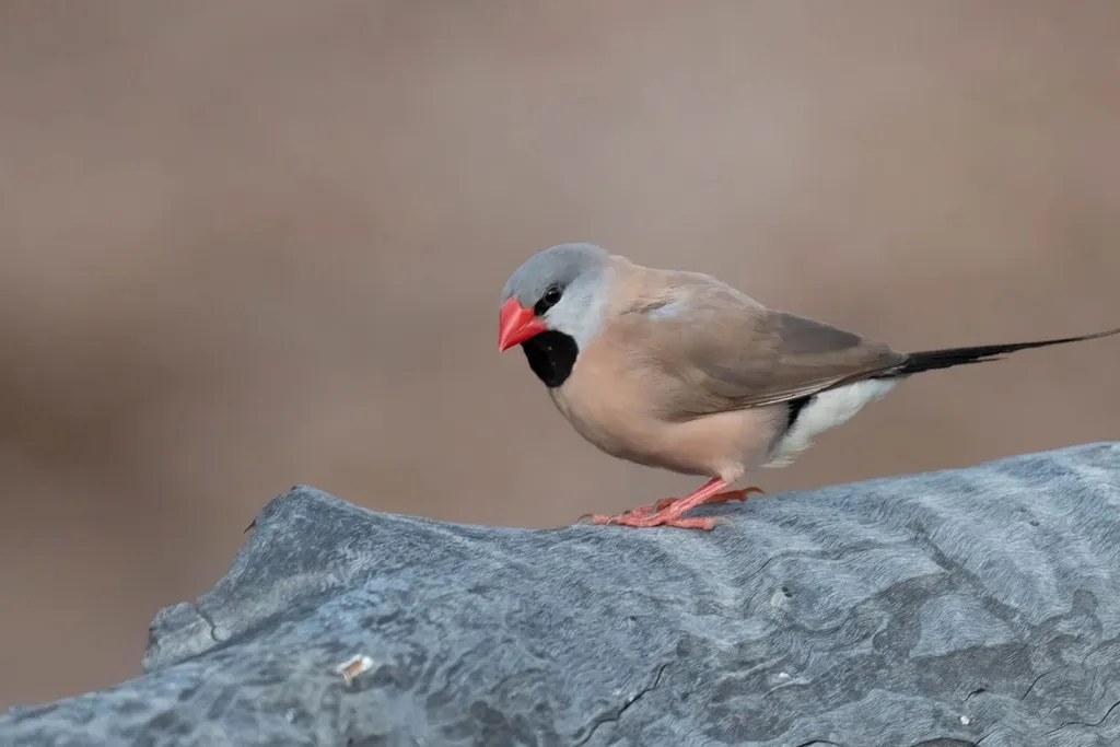 长尾草雀(Poephila acuticauda)