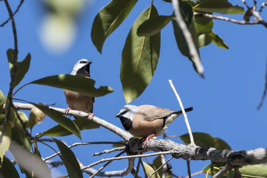 黑喉草雀(Poephila cincta)
