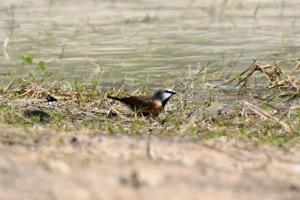 黑喉草雀(Poephila cincta)